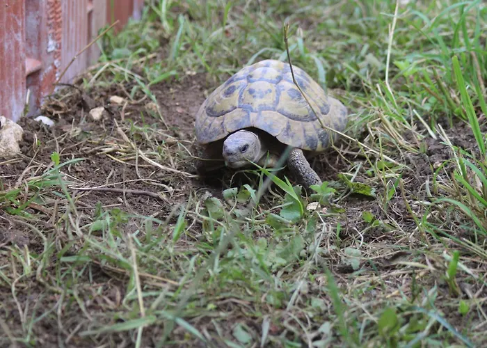 Boeglihuus Apartment *